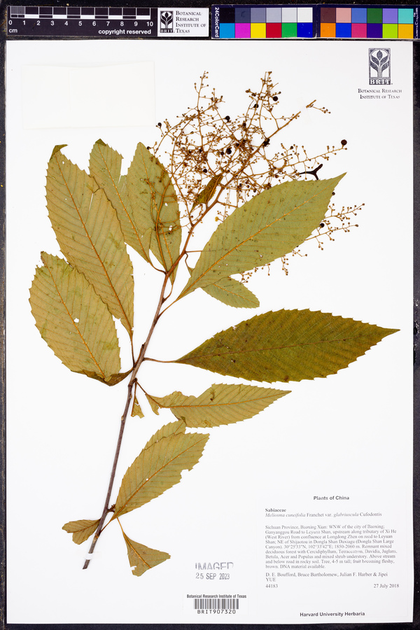 Meliosma cuneifolia var. glabriuscula image