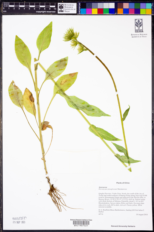 Doronicum stenoglossum image