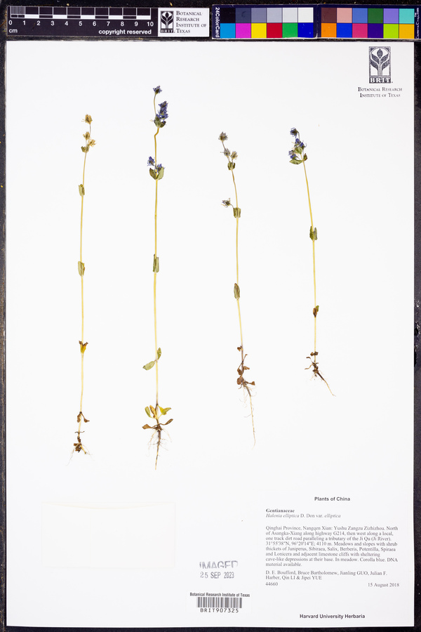 Halenia elliptica image