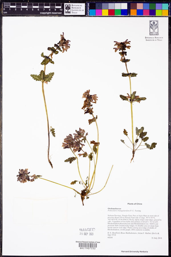 Pedicularis triangularidens image