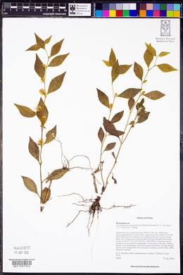 Image of Veronicastrum rhombifolium