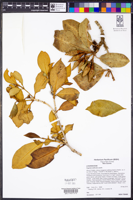 Media resource of Fagraea salticola