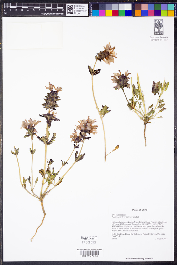 Pedicularis brevilabris image