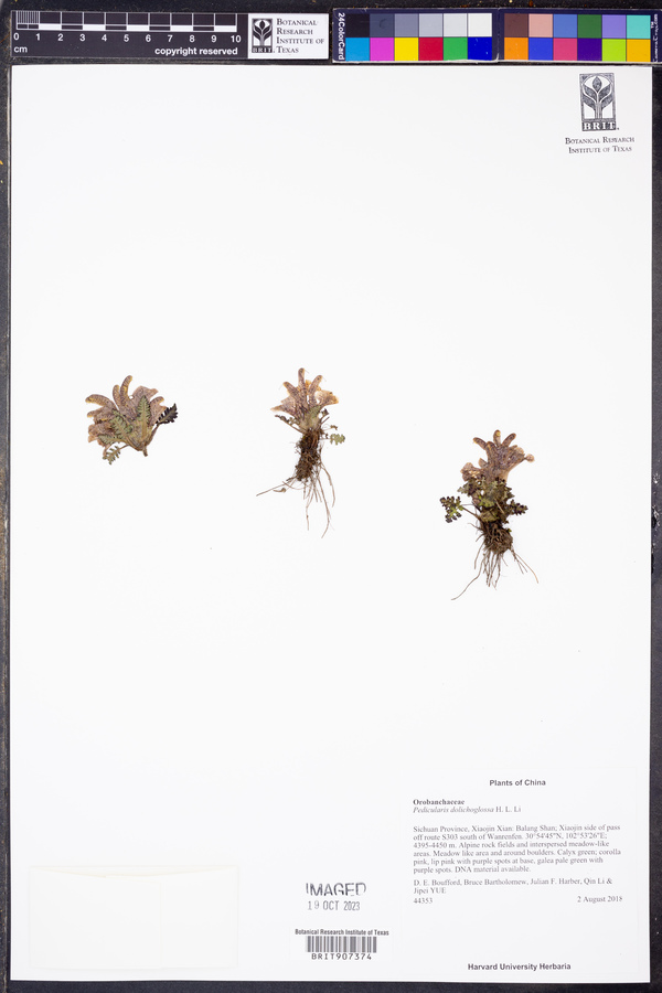 Pedicularis dolichoglossa image