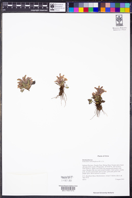 Image of Pedicularis dolichoglossa