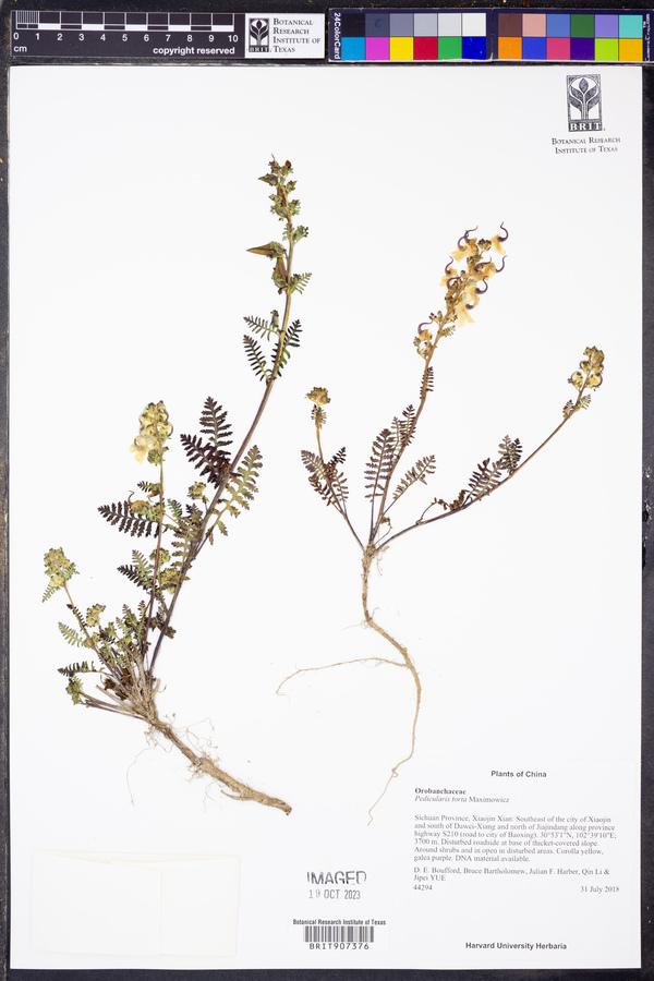 Pedicularis torta image