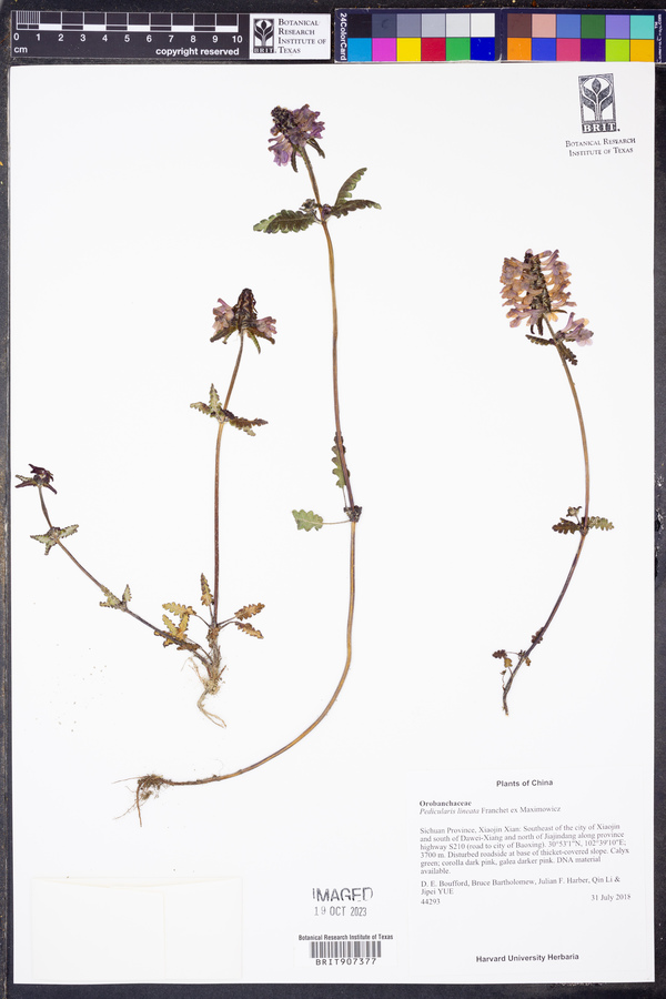 Pedicularis lineata image