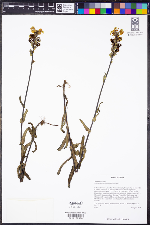 Pedicularis lasiophrys image