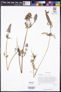 Image of Pedicularis densispica