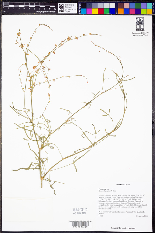 Rumex hastatus image