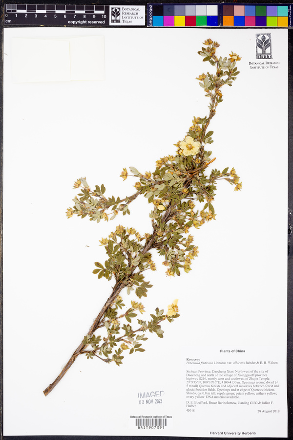 Dasiphora fruticosa var. albicans image