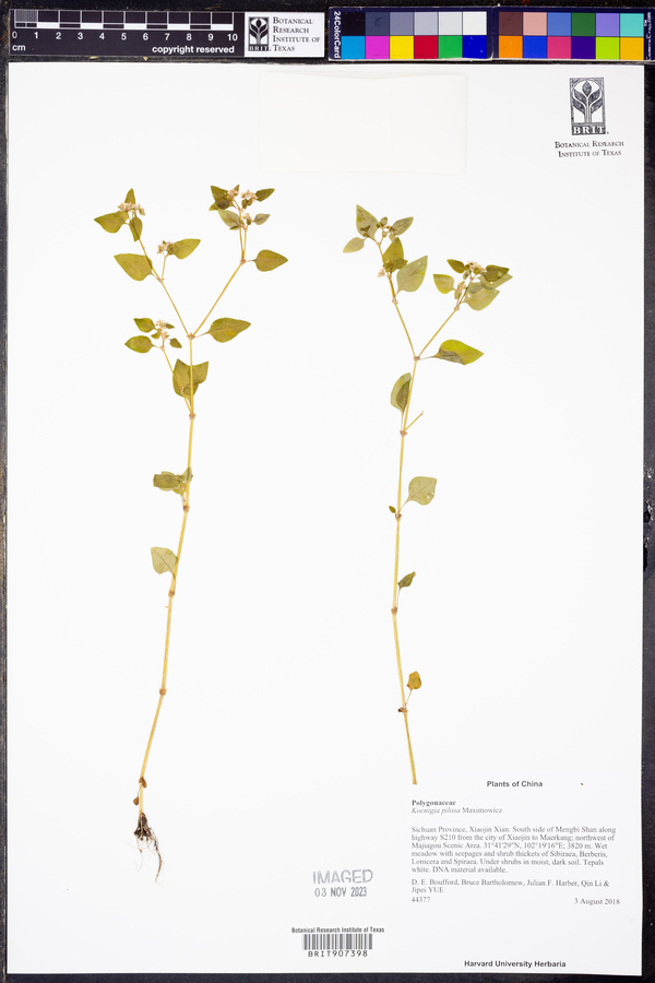 Koenigia pilosa image