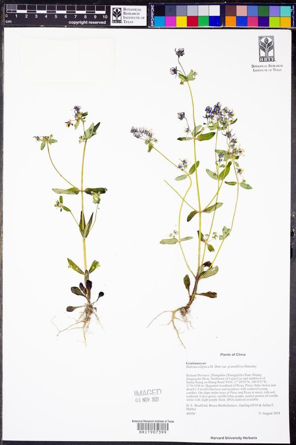 Halenia elliptica var. grandiflora image