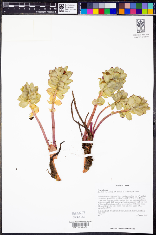 Rhodiola crenulata image