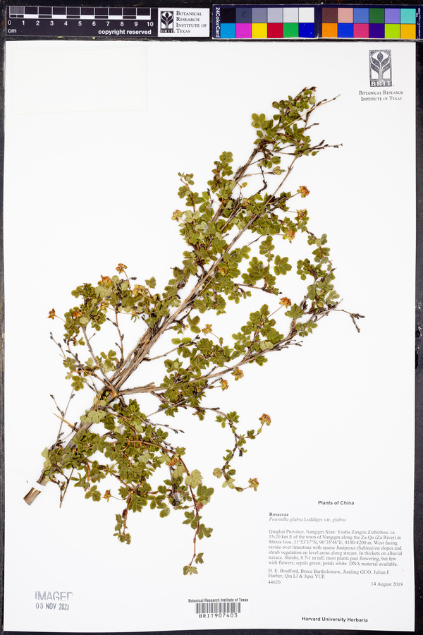 Potentilla glabra var. glabra image