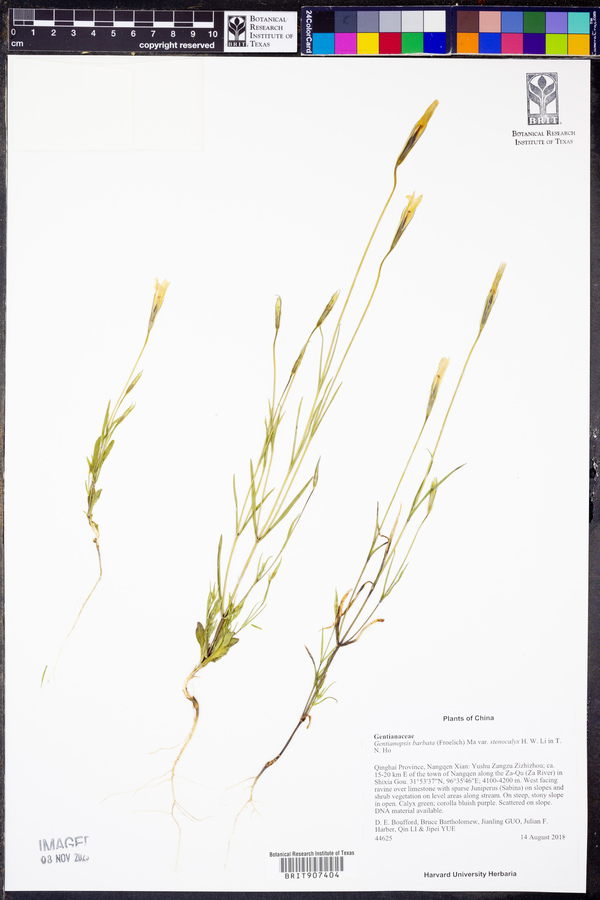 Gentianopsis barbata var. stenocalyx image