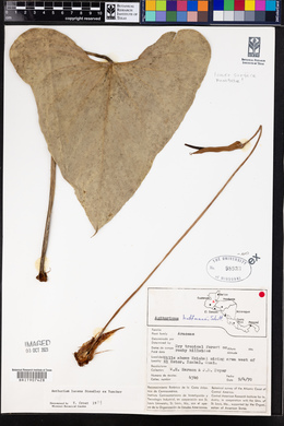 Anthurium lucens image