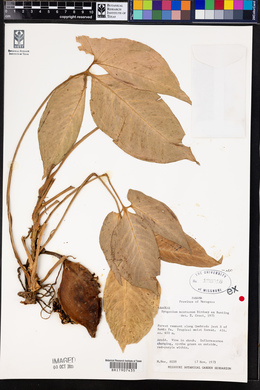 Syngonium mauroanum image