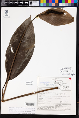 Spathiphyllum phryniifolium image