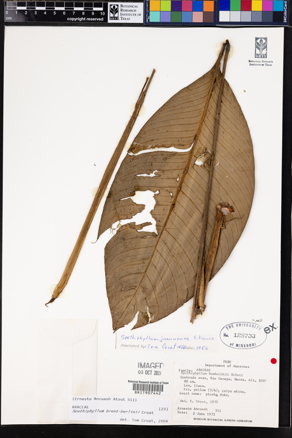 Spathiphyllum juninense image