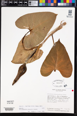 Philodendron jacquinii image