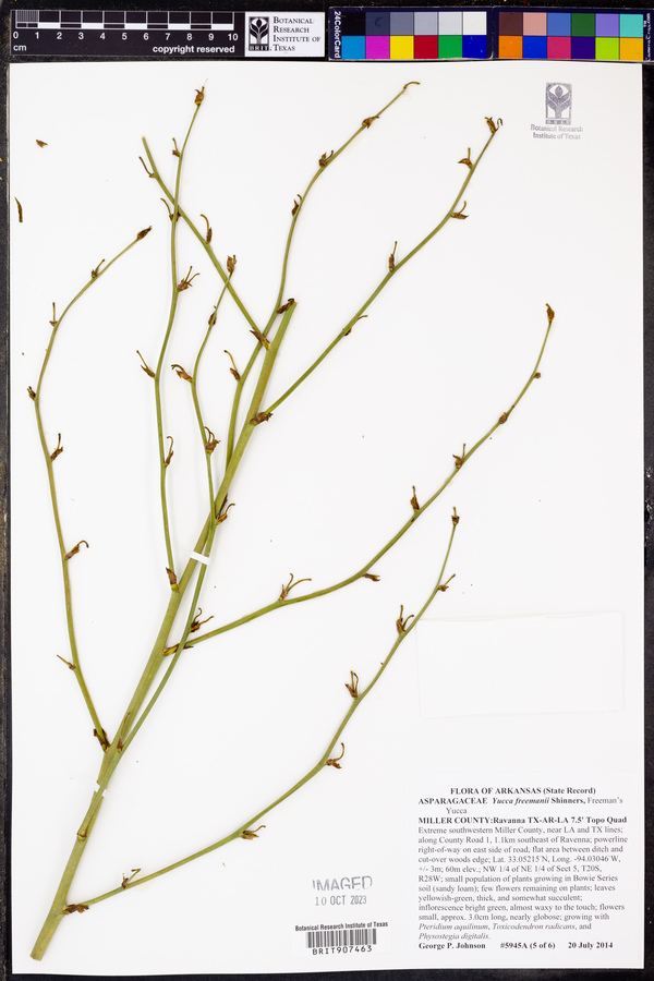Yucca freemanii image