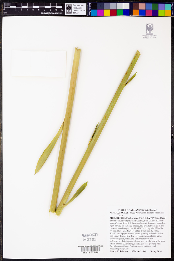 Yucca freemanii image