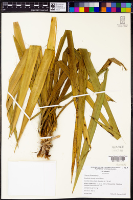 Yucca filamentosa image