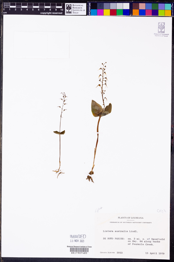 Listera australis image