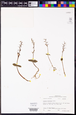 Listera australis image