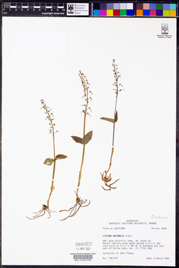 Listera australis image