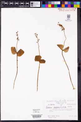 Listera cordata image