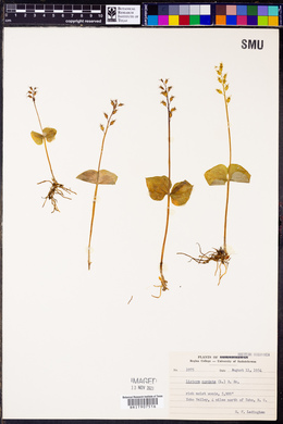 Listera cordata image