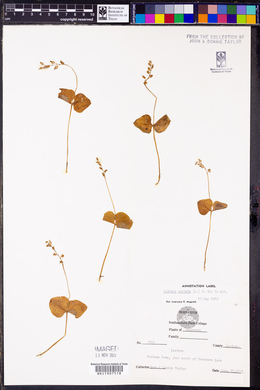 Listera cordata image