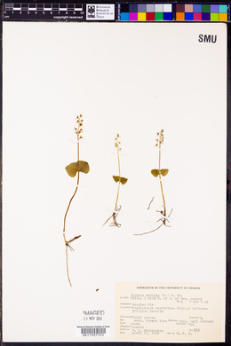 Listera cordata image