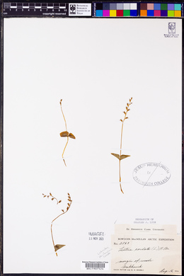 Listera cordata image