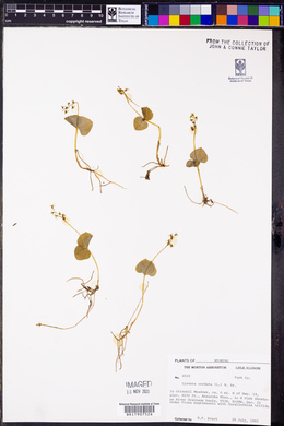 Listera cordata image