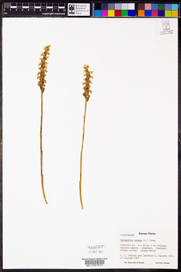 Spiranthes cernua image