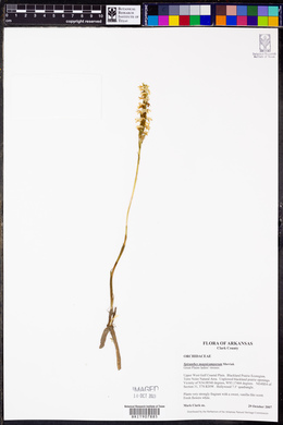 Spiranthes magnicamporum image