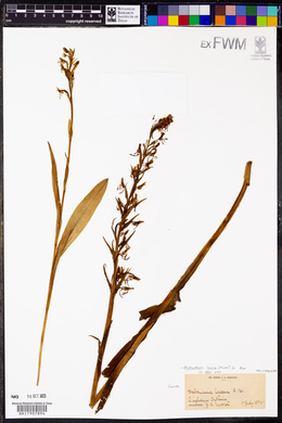 Platanthera lacera image