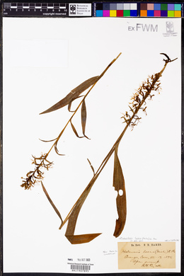 Platanthera lacera image