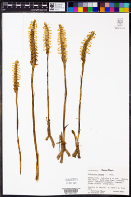 Spiranthes cernua image