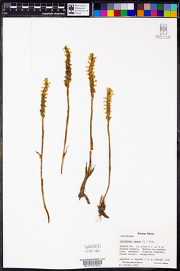 Spiranthes cernua image