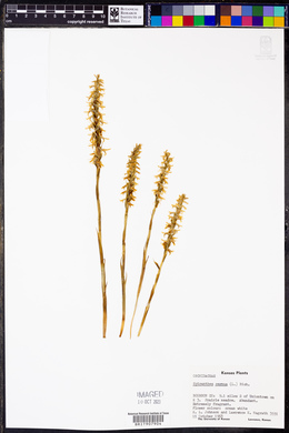 Spiranthes cernua image