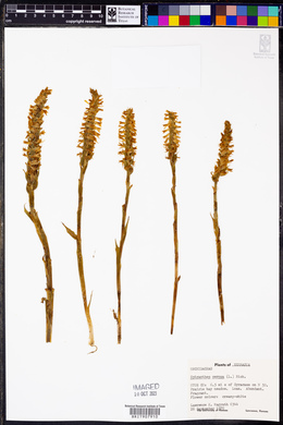 Spiranthes cernua image