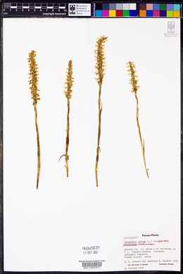 Spiranthes cernua image