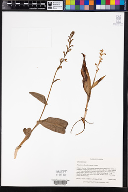 Platanthera flava image