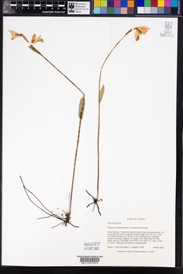 Pogonia ophioglossoides image