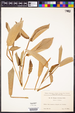 Image of Schumannianthus benthamianus