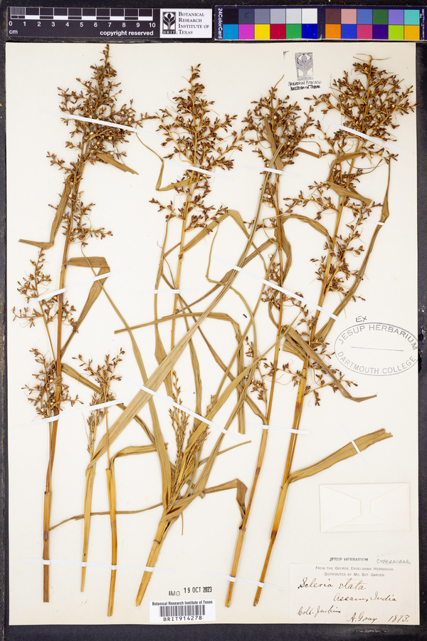 Scleria terrestris var. terrestris image